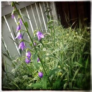 IMG_20140725_104917_1